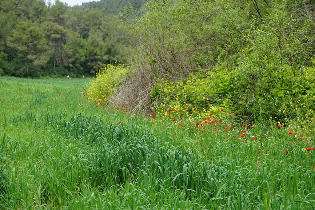 Tivon's valley