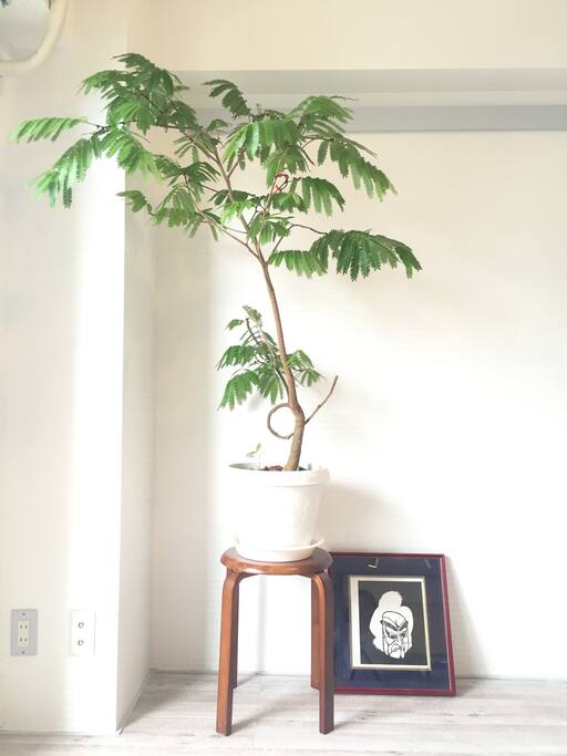 Room with green.