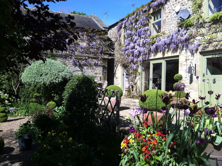 Wisteria Time