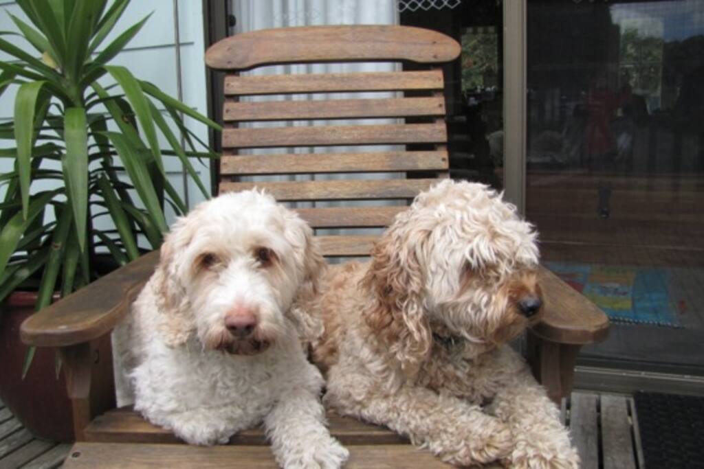 Weekend Getaway Victoria Dog Friendly Weekend Getaway Victoria Dog Friendly