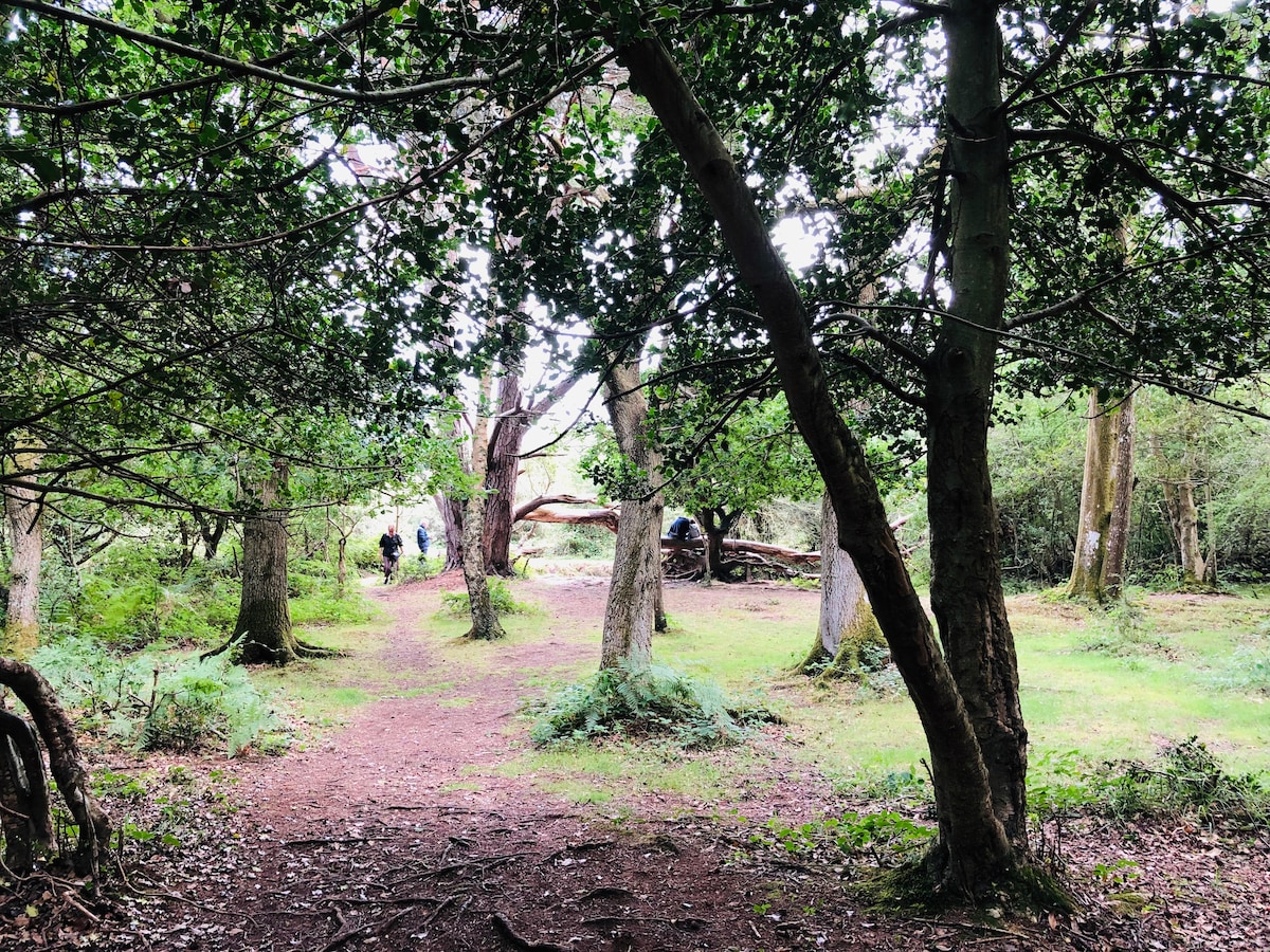 A tranquil forest path is surrounded by tall trees, creating a natural canopy. Sunlight filters through the leaves, illuminating the verdant undergrowth. In the distance, figures can be seen walking along the trail, suggesting a peaceful outdoor experience in the New Forest.