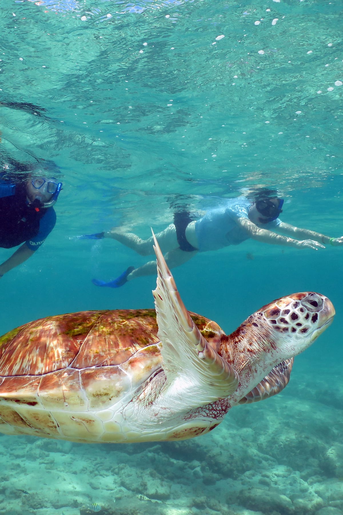 turtle swimming in Akumal