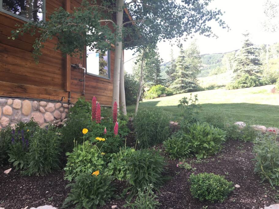 Side yard