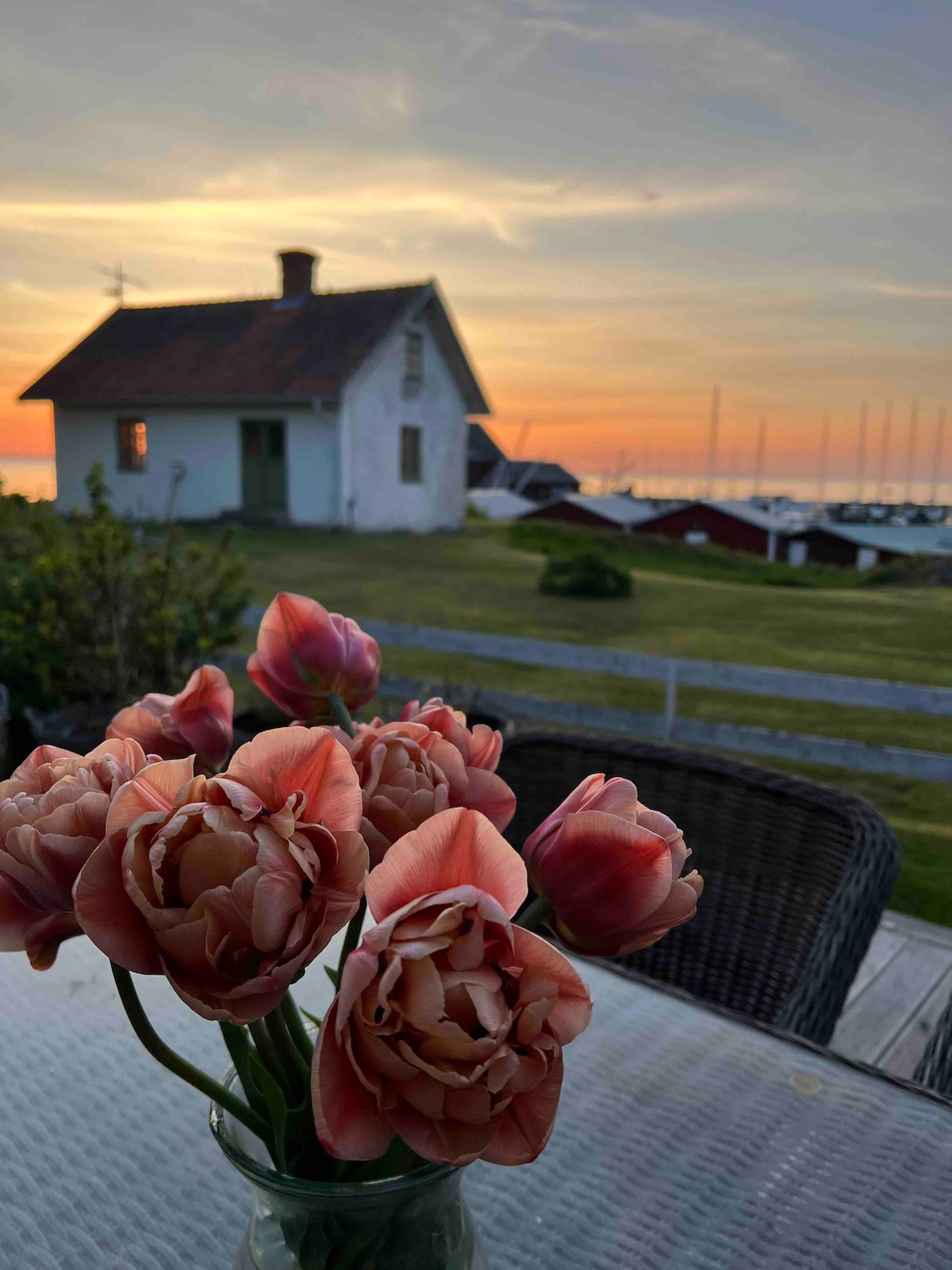 A vase of soft pink tulips is positioned on a table, with a view of a white house against a colorful sunset. The scene includes a grassy area and distant sailboats in the harbor, creating a peaceful outdoor setting.