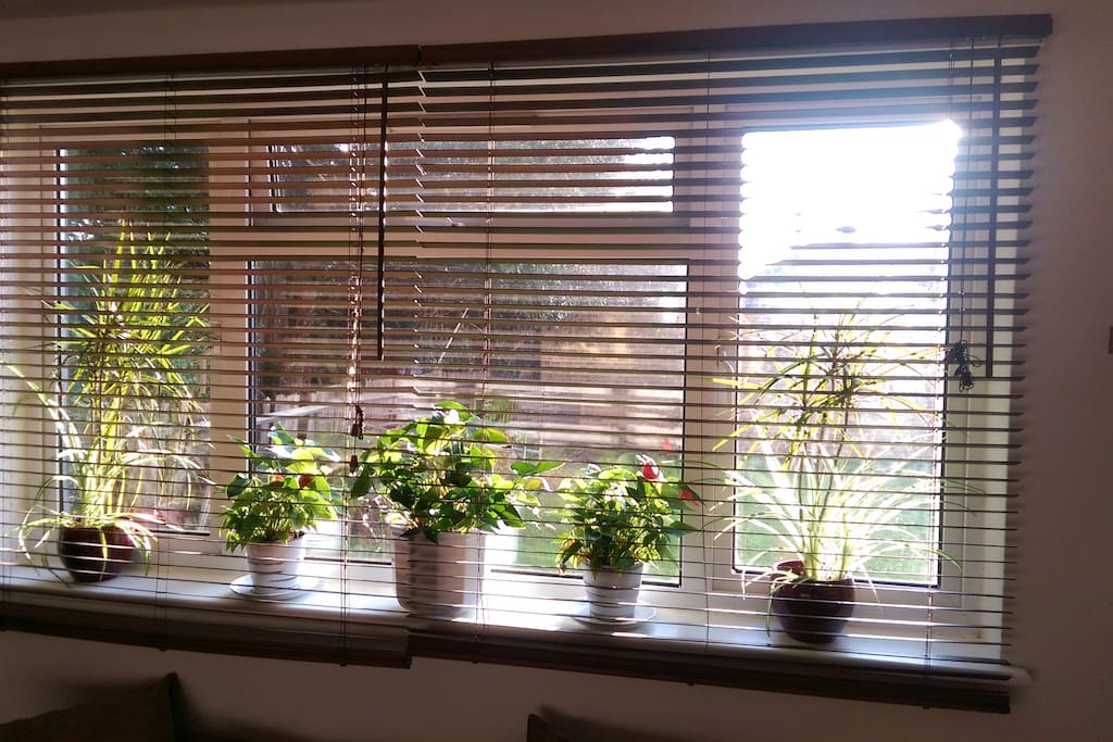 Living room window
