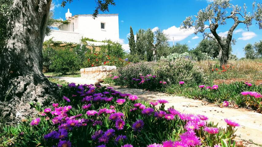 Masseria Montefieno- Stunning Masseria with Poolol gallery image 3