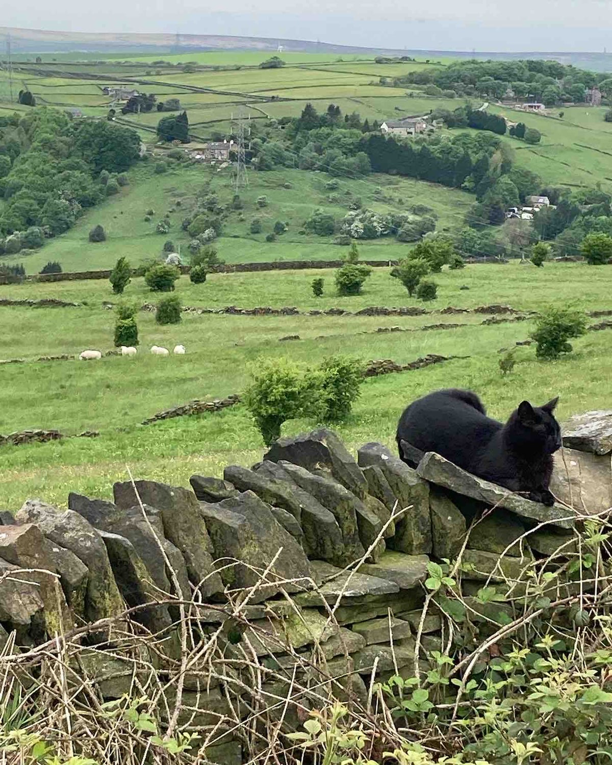 A black cat rests atop a stone wall, overlooking a lush, green countryside. Rolling hills with patches of trees and scattered sheep are visible in the background. The landscape showcases layered fields, enhancing a serene and rural atmosphere.