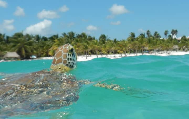 Beautiful & Cozy Studio in Akumal Beach