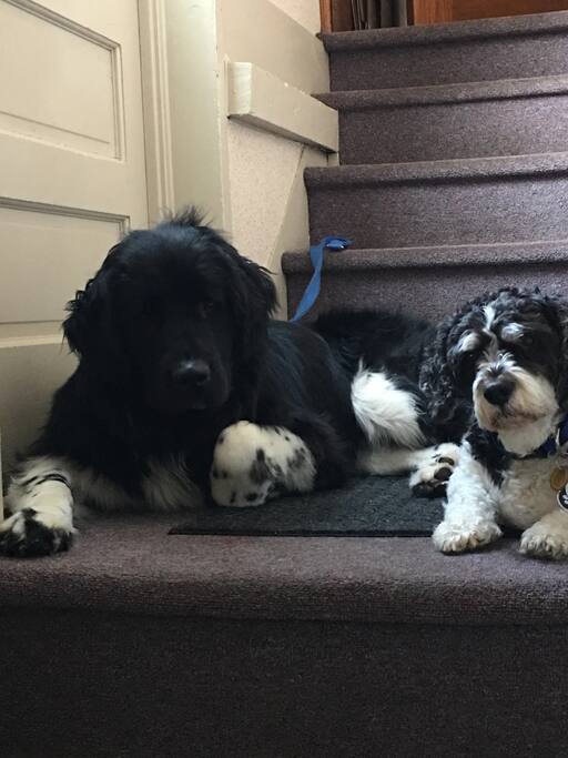 2 dogs in Home