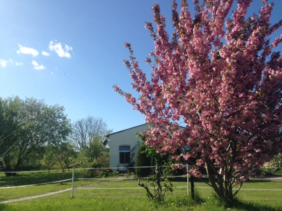 Frühling in Brüel
