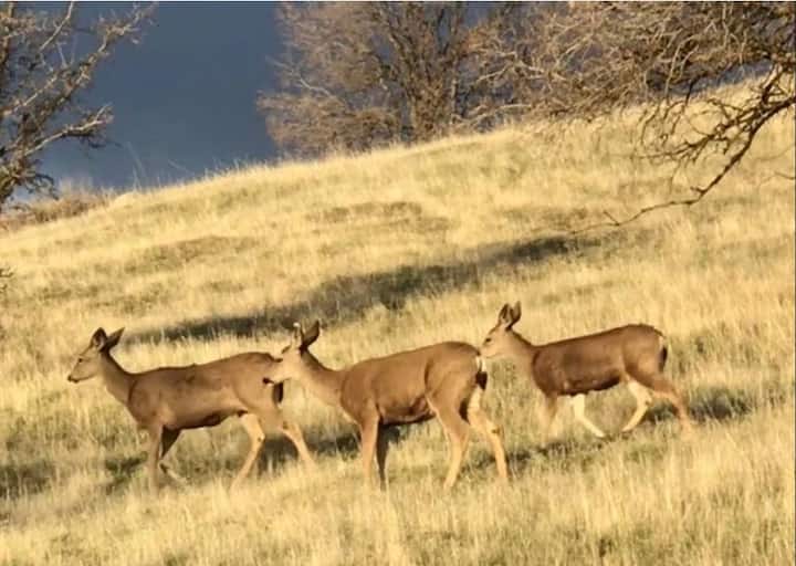 Bear Mountain Vacation Rentals & Homes Bear Valley Springs, CA Airbnb