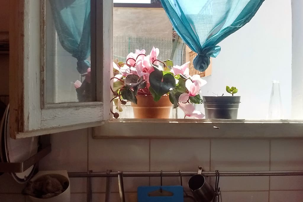 finestra di cucina. Si posa spesso un merlo !