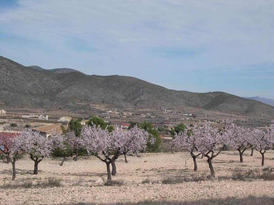 Beautiful Almond blossom in mountain fields