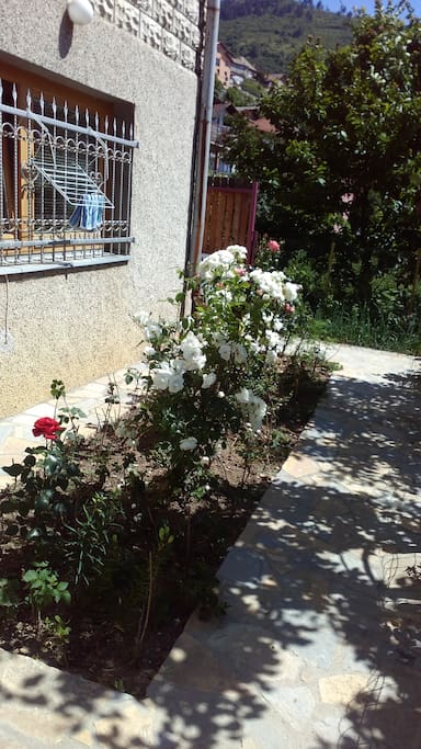 garden in front