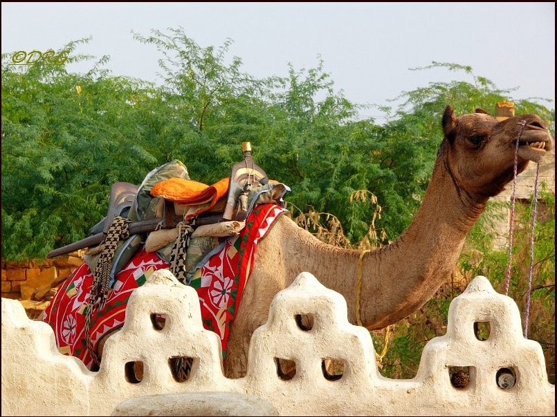 A camel is framed by a traditional white wall featuring decorative patterns. The camel is adorned with colorful saddlebags, adding visual interest to the serene natural setting. Green foliage surrounds the area, providing a contrast against the earthy tones of the camel and wall.