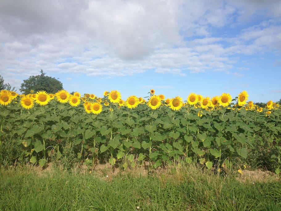 The area displays sunflowers and vines