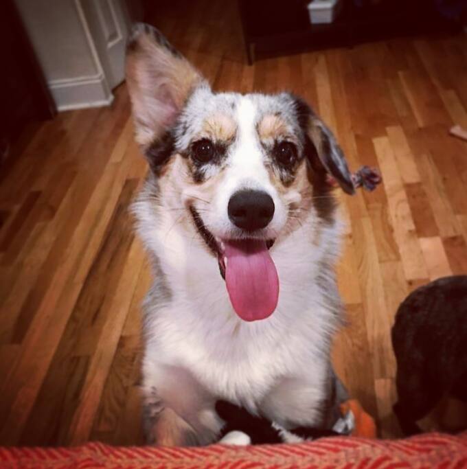 My roommate's corgi