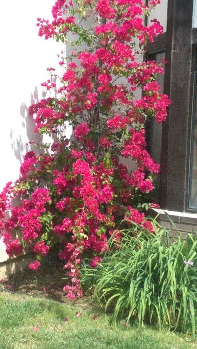 lovely yards and garden