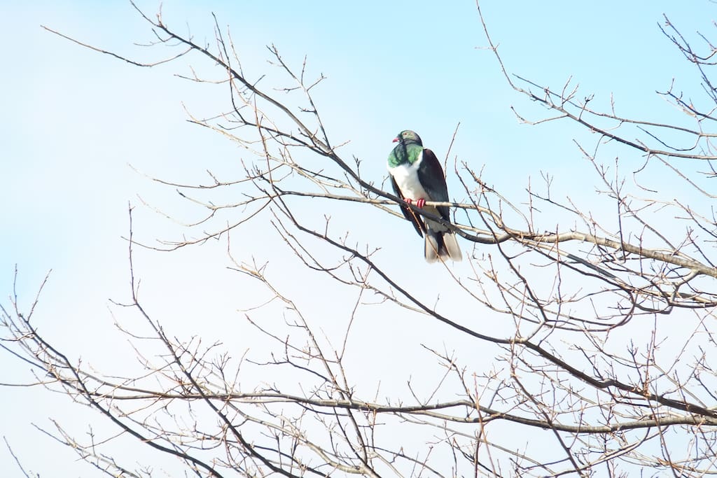 A watchful resident Kereru