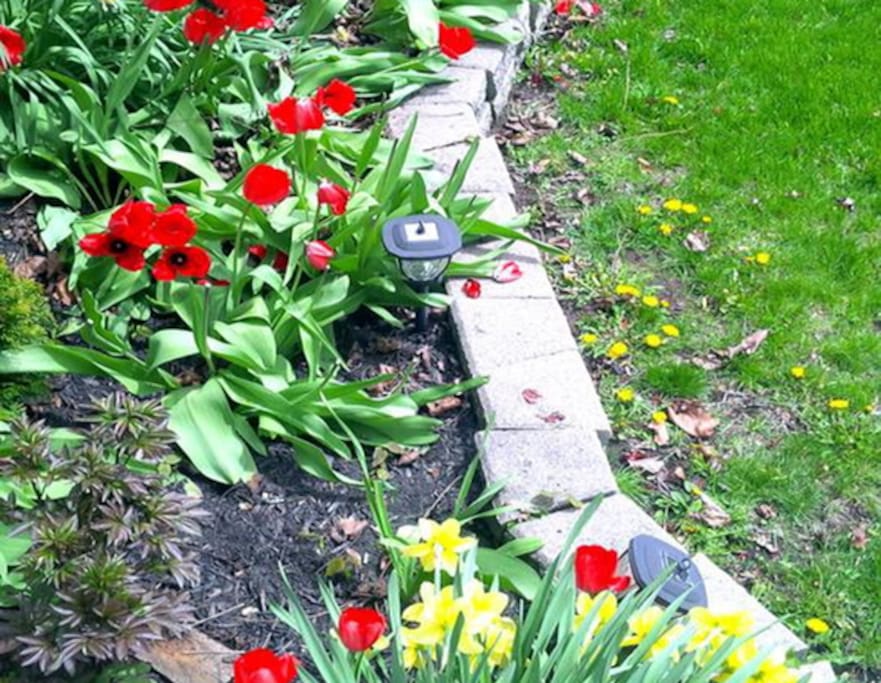 The front garden