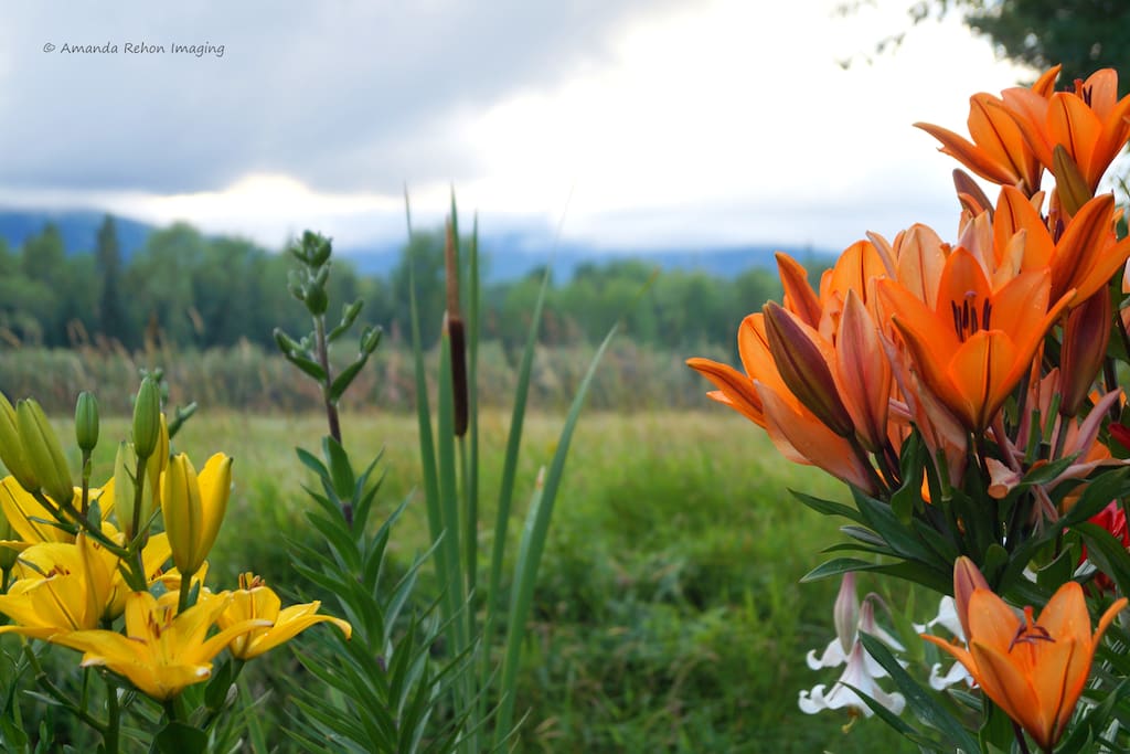 pond view