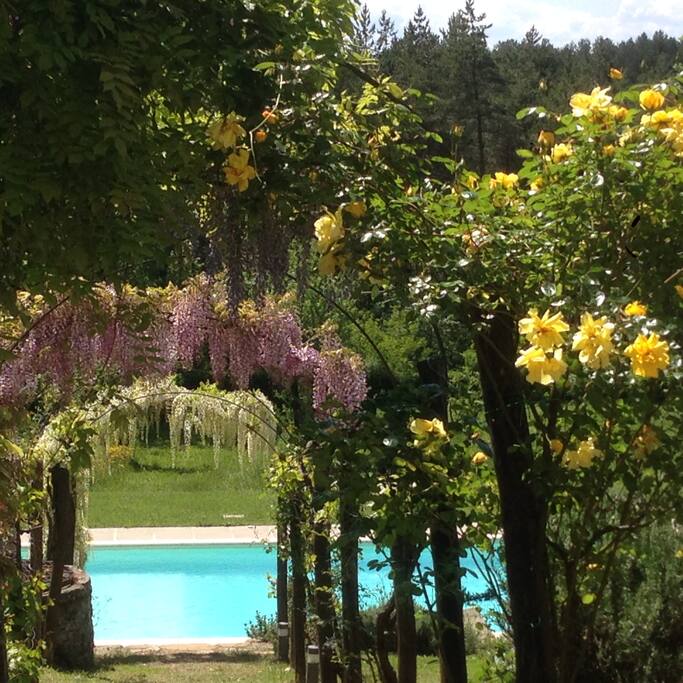 Rose, Glicine, and Pool