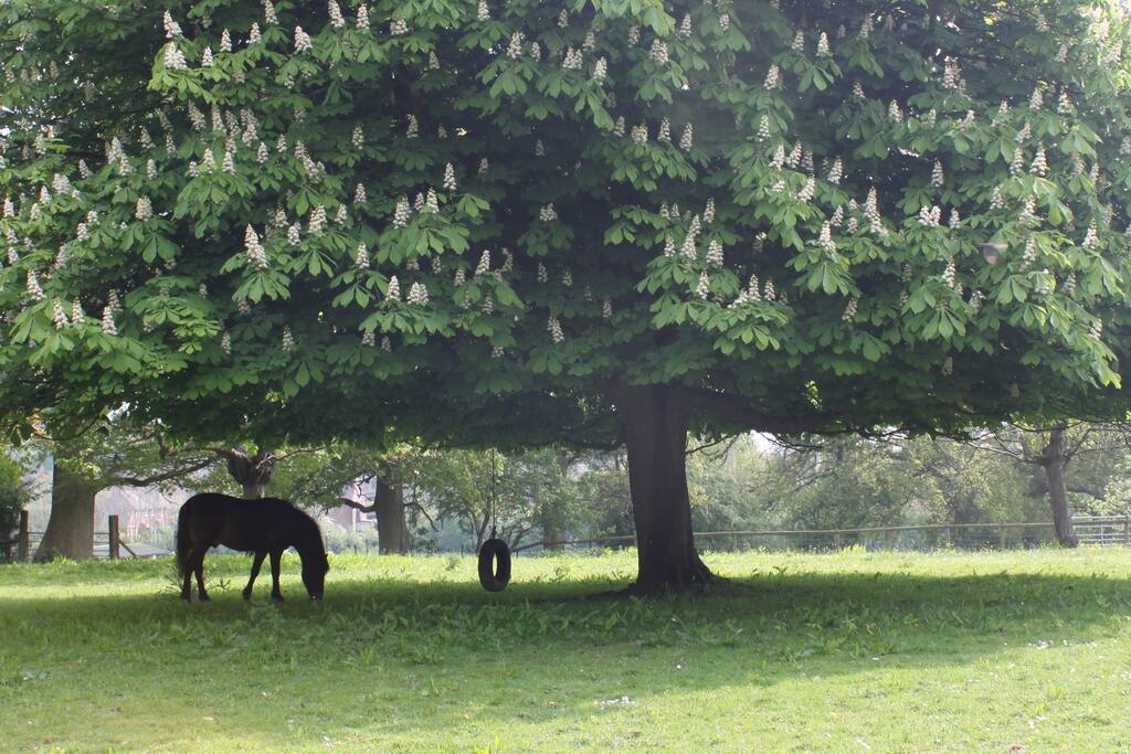 Meet Toast, the dark brown New Forest pony