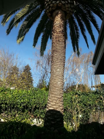 4 bedroom, 3 bathroom, huge, with palms and art gallery image 3