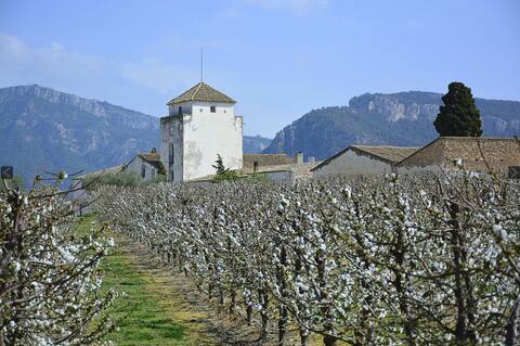 Finca Mas d'Alerany- Pool und Terrase - 8-16 pax