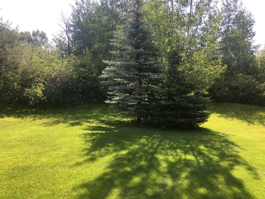 Back yard