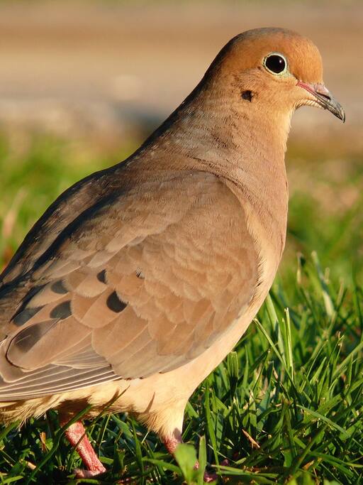 The BEST DOVE HUNTING IN TEXAS is just a few minutes away!