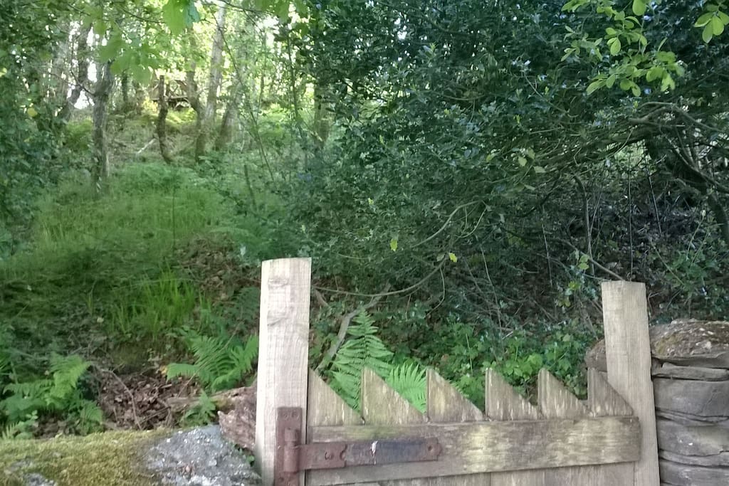 Looking out from back garden