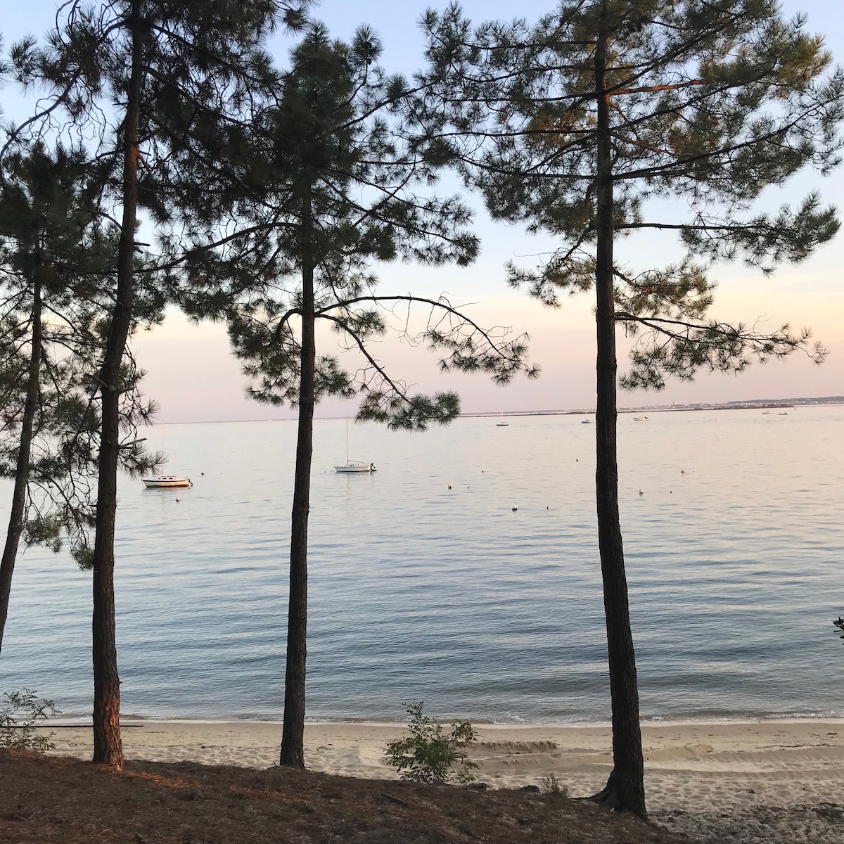 Tall pine trees frame a serene view of the calm beach. The water reflects soft colors of the sky during sunset, with a few boats gently bobbing in the distance. The sandy shoreline is visible, blending harmoniously with the natural surroundings.