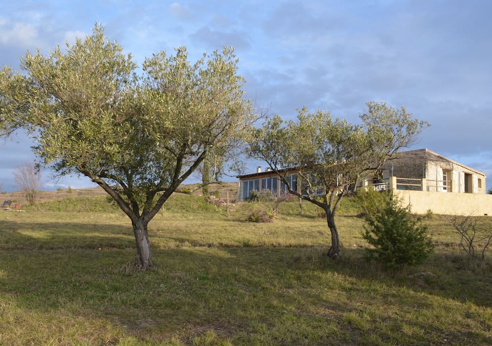 Mas amongst the olive tree's