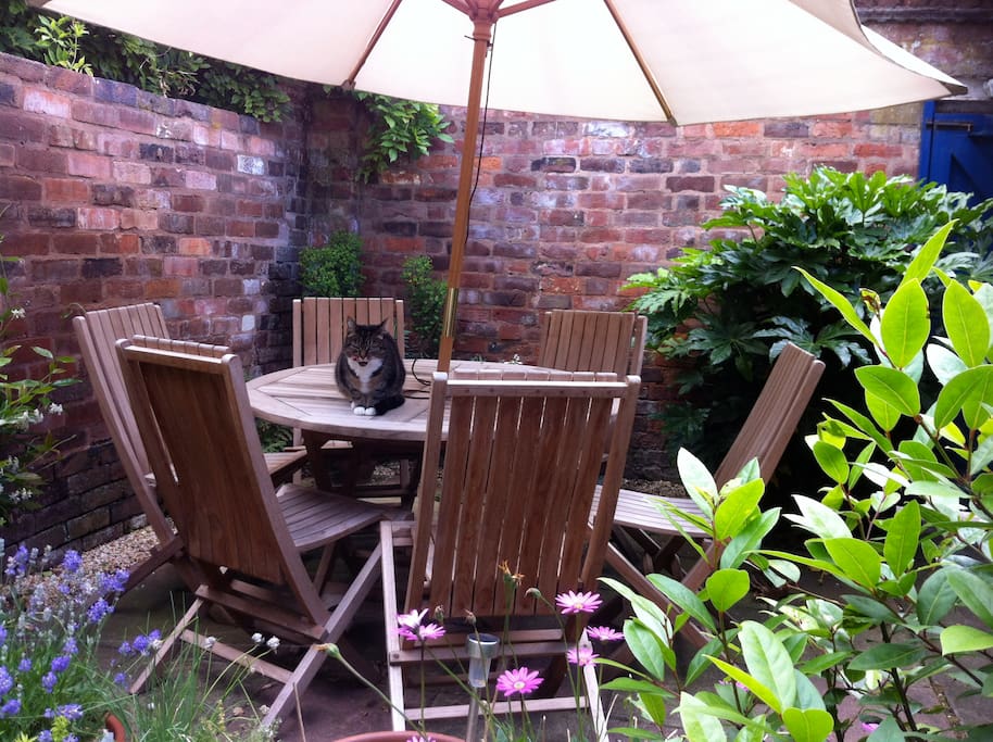 Meet Tiga, one of my two cats, relaxing in the courtyard.