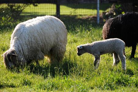 Wine Country Working Sheep Farm; Main Cottage