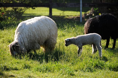 Wine Country Sheep Farm Main Cottage