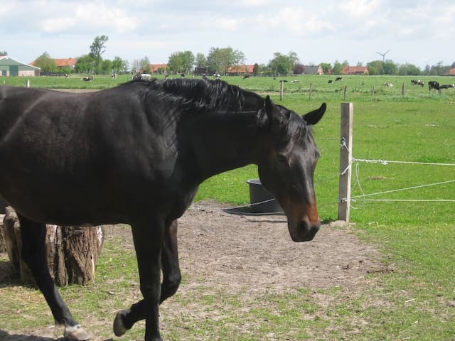 tierfreundl. App. in Ostfriesland