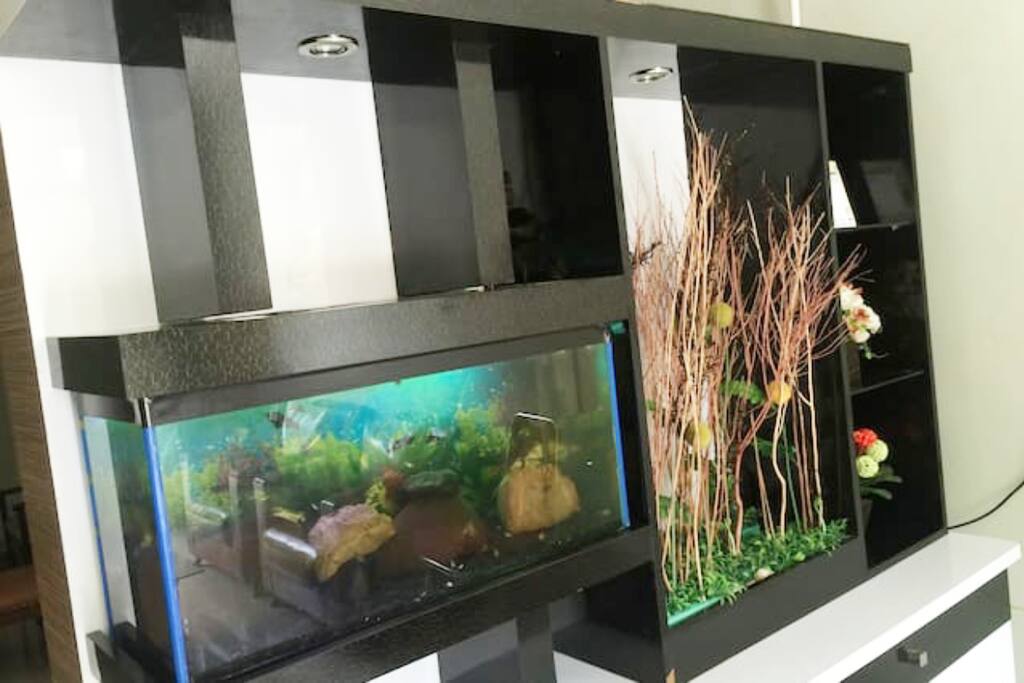 the aquarium view