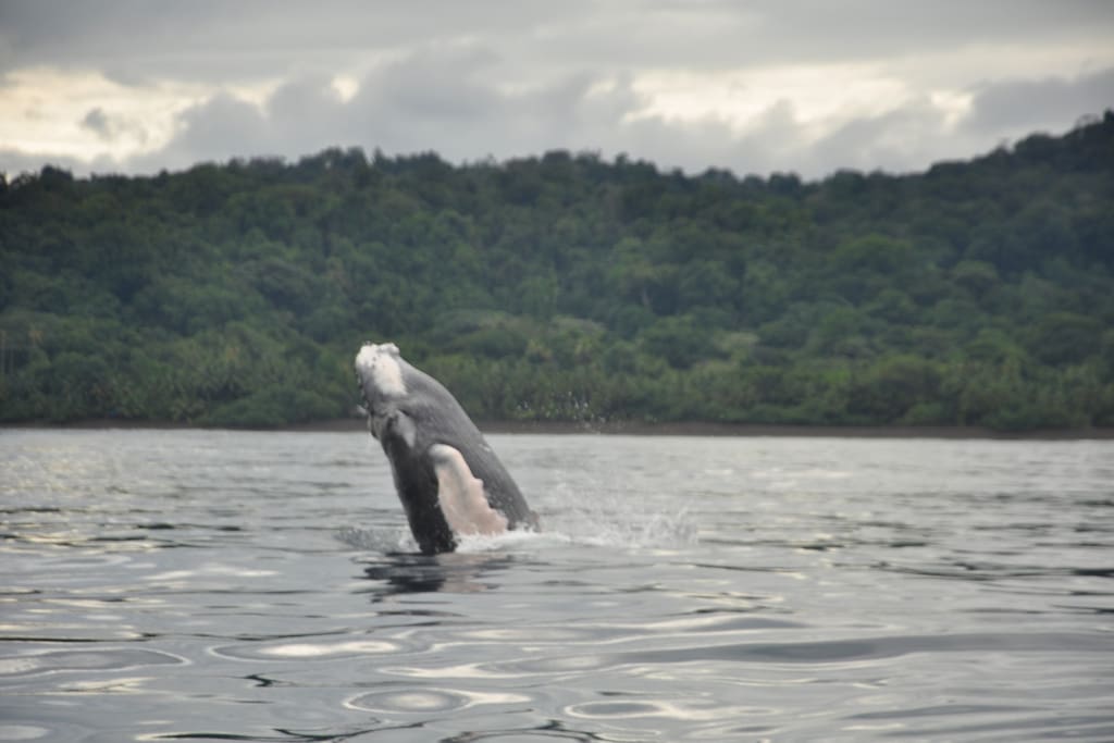 Avistamiento de ballenas