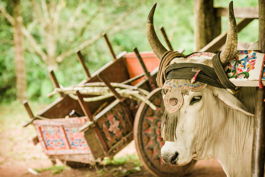 Juana Rural Mountain Adventure Lodge & Nature Reserve