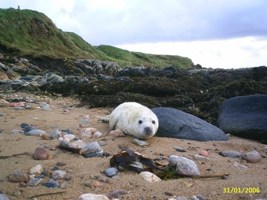 Sometimes baby seals rests on the sandy part of 'my' beach. This does not happen every year. One adult seal (Named Ernie) is often seen though, floating in the sea.