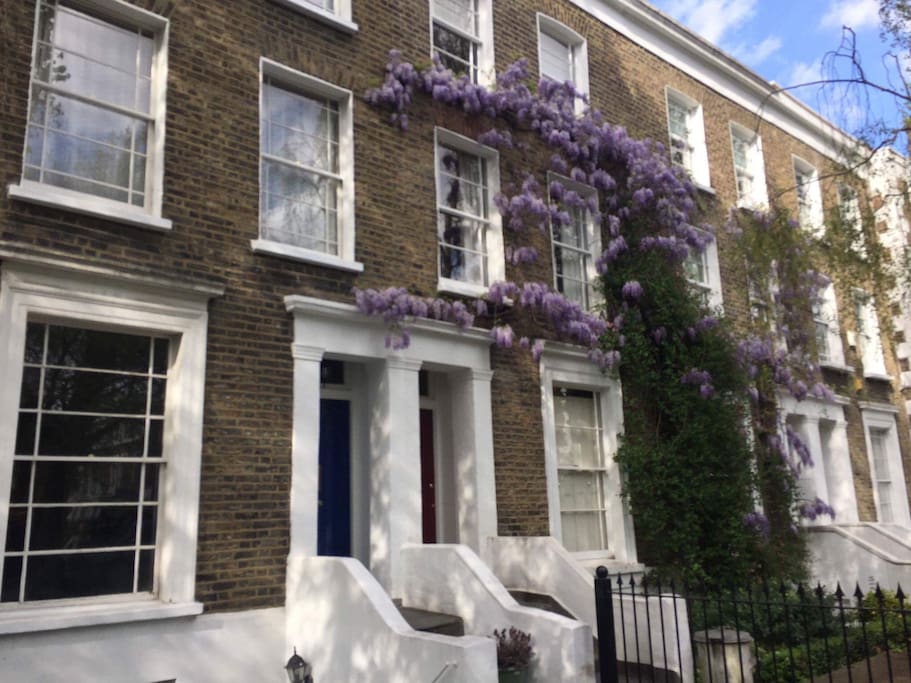 Wisteria blooming