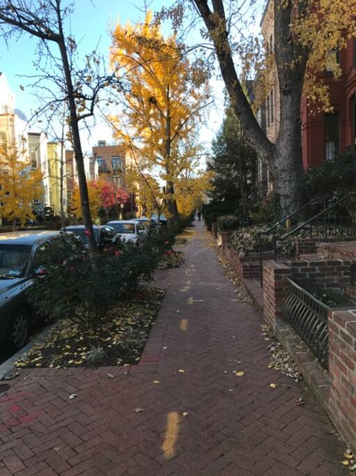 One of the prettiest streets in DC.