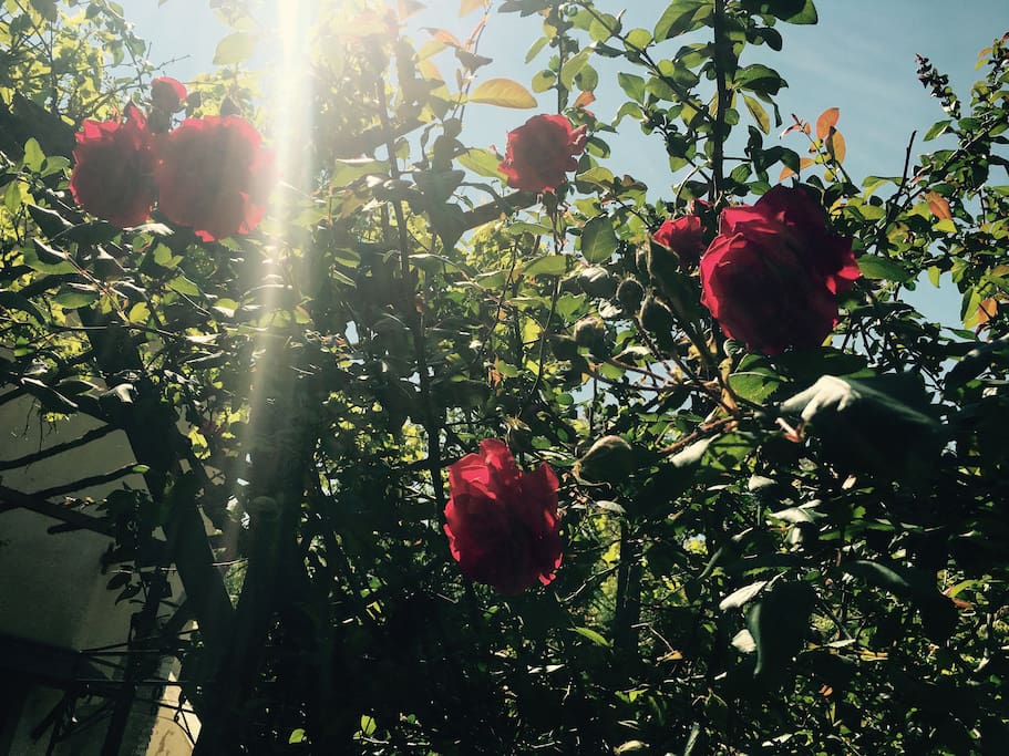 wild rose garden