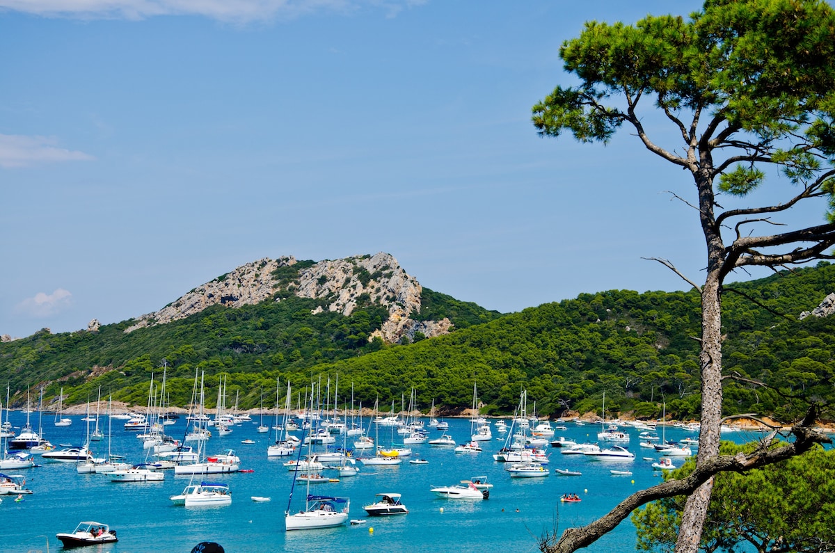 A vibrant coastal scene showcases numerous boats anchored in a clear blue bay. Lush green hills rise in the background, punctuated by rocky formations. A tall pine tree stands to the right, framed against a clear sky, enhancing the serene marine atmosphere.