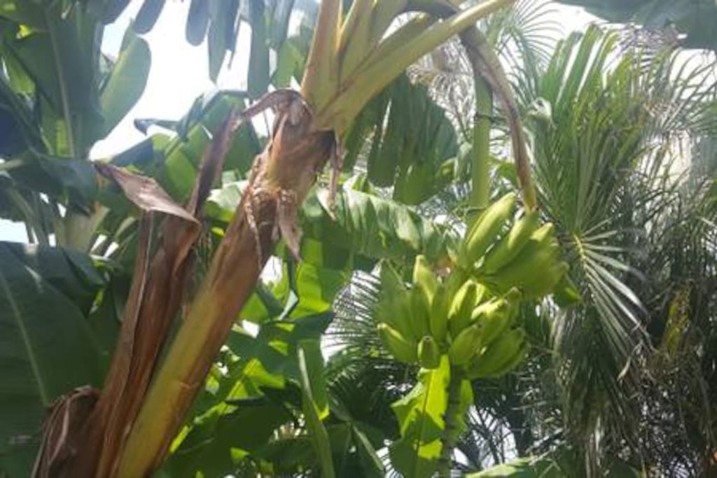 Bananas on our trees