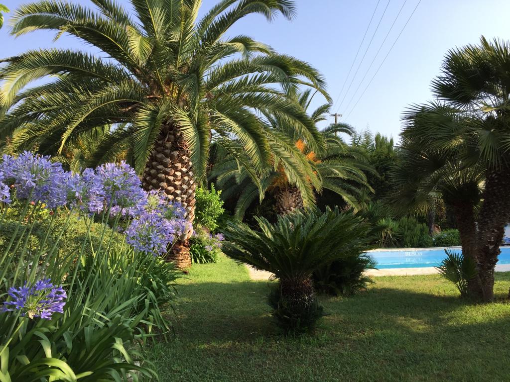Lush greenery surrounds a serene saltwater pool, with vibrant purple flowers and palm trees visible throughout the garden. The scene captures an inviting outdoor space, offering a tranquil atmosphere ideal for relaxation amidst nature.