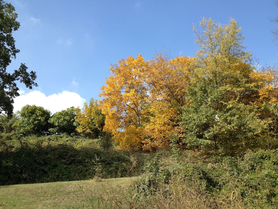 Gli alberi intorno alla cascina