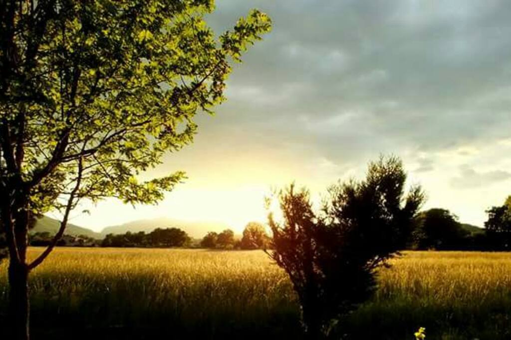 Soleil couchant dans le champ d a côté